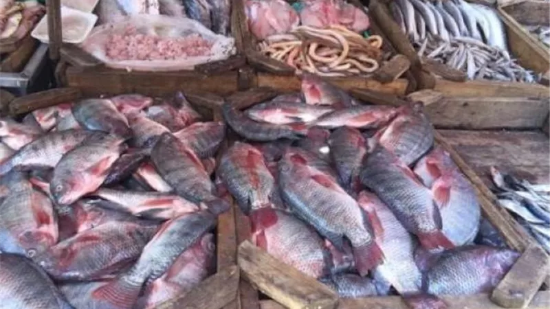 تراجع أسعار الأسماك.. والبلطي يسجل 17.50 جنيها
